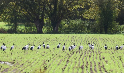 Threskiornis aethiopicus-971