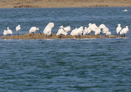 Platalea leucorodia-4