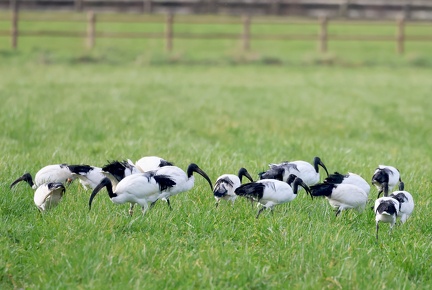 Threskiornis aethiopicus-92