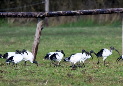 Threskiornis aethiopicus-95