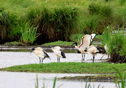 Threskiornis aethiopicus-96