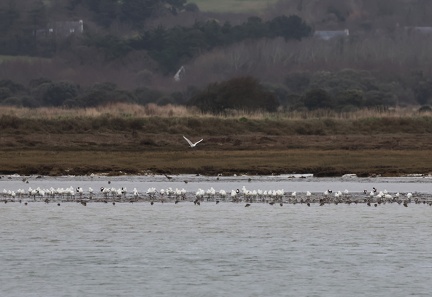 Platalea leucorodia-82