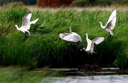 Platalea leucorodia-61