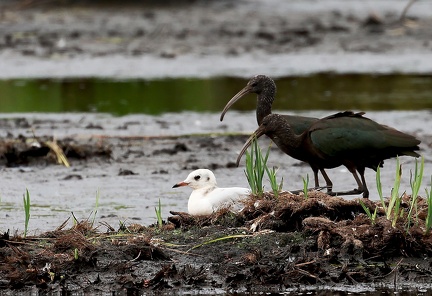 Plegadis falcinellus-3