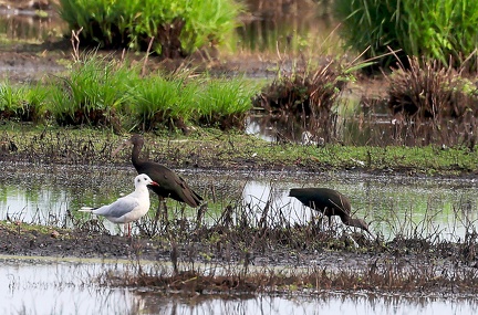 Plegadis falcinellus-61