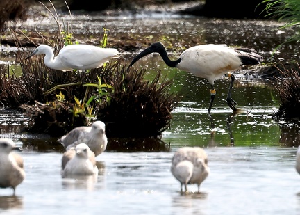 Threskiornis aethiopicus-61