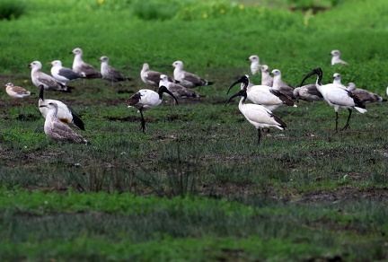 Threskiornis aethiopicus-7