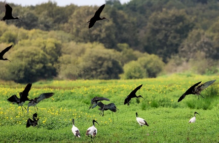 Plegadis falcinellus-52