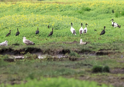 Plegadis falcinellus-53