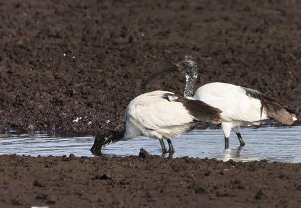 Threskiornis aethiopicus-985
