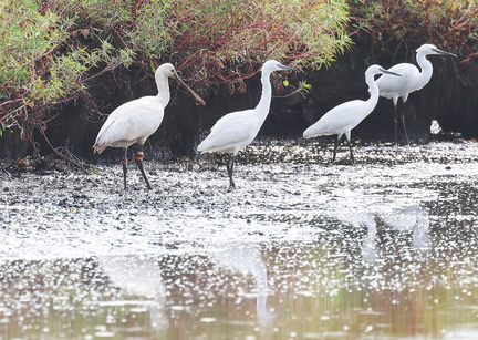 Platalea leucorodia-99