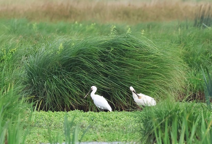 Platalea leucorodia-9