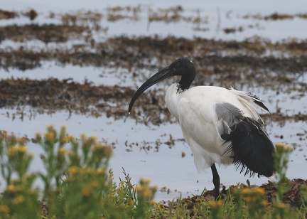 Threskiornis aethiopicus-11