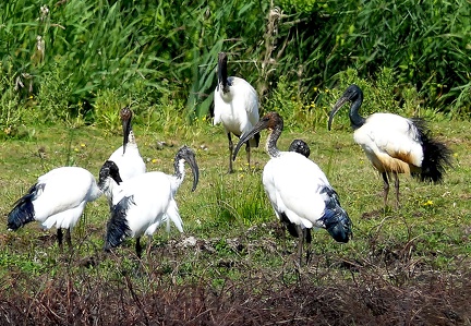 Threskiornis aethiopicus-5