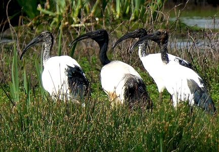 Threskiornis aethiopicus-2