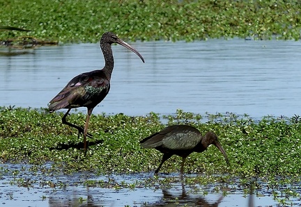 Plegadis falcinellus-1