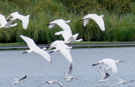 Platalea leucorodia-2