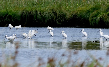 Platalea leucorodia-3