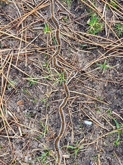 Thaumetopoea pityocampa