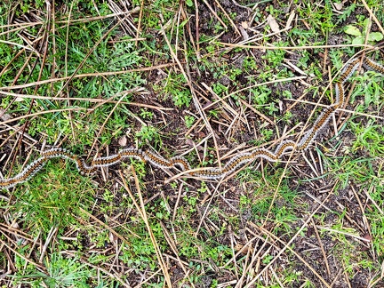 Thaumetopoea pityocampa-1