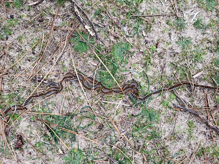 Thaumetopoea pityocampa-2