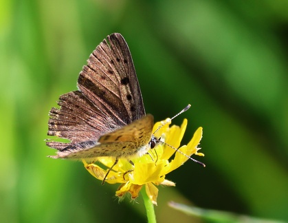 Lycaena tityrus-3