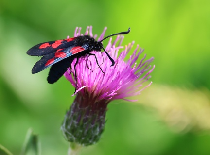 Zygaena filipendulae-1