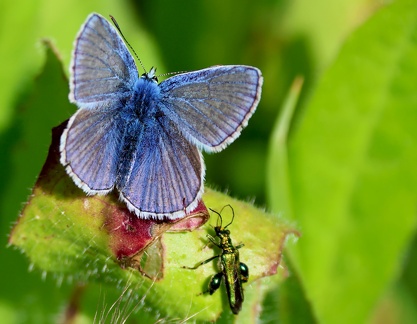 Polyommatus icarus-1