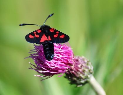 Zygaena filipendulae-2