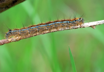 Malacosoma neustria-2