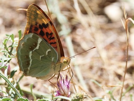 Argynnis pandora-10