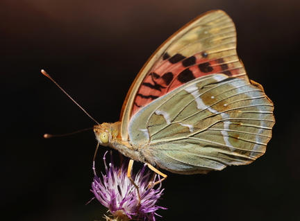 Argynnis pandora-11