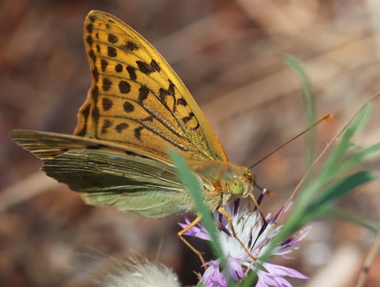 Argynnis pandora-12