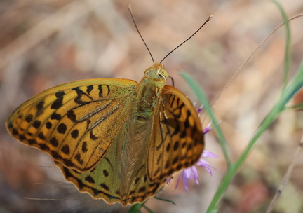 Argynnis pandora-13