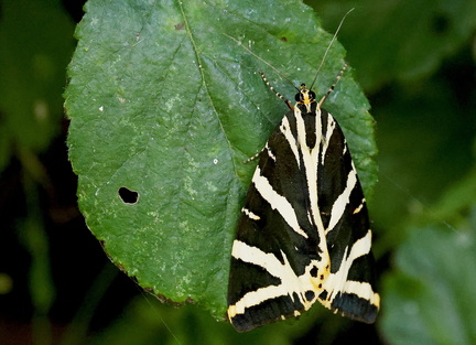 Euplagia quadripunctaria-6