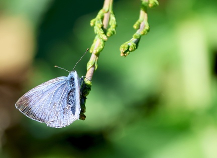 Celastrina argiolus-5