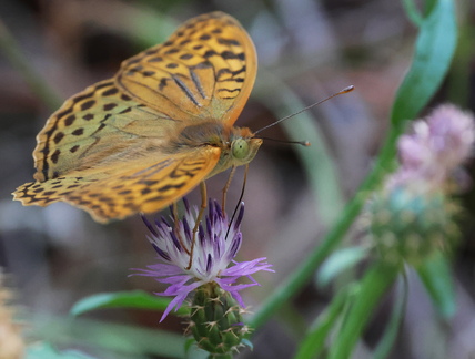 Argynnis pandora-21