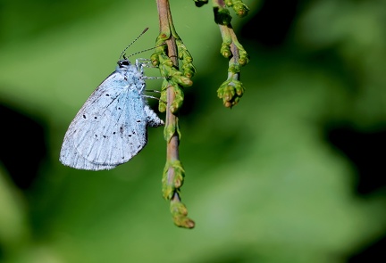 Celastrina argiolus-51