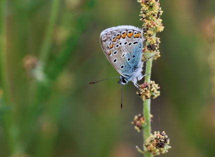 Plebejus argus-1