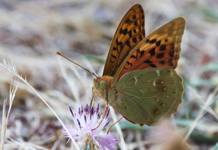 Argynnis pandora-20