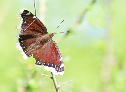 Nymphalis antiopa-8