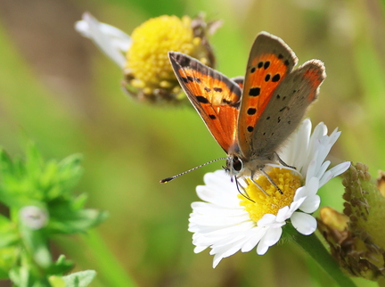 Lycaena tityrus-5