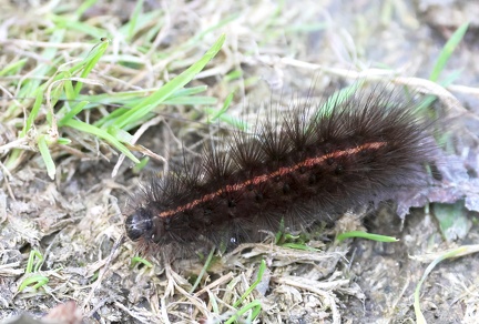 Spilosoma lubricipeda