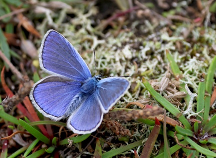 Polyommatus icarus-6
