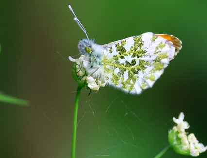 Anthocharis cardamines-4