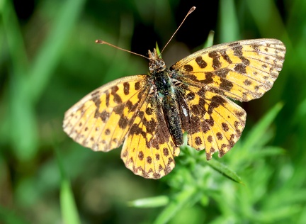 Boloria dia-1