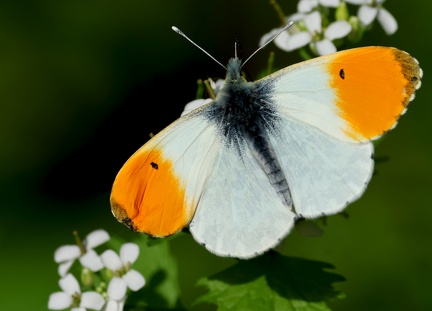 Anthocharis cardamines-41
