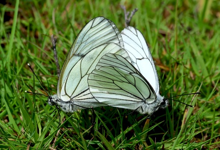 Aporia crataegi
