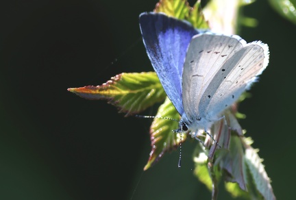 Celastrina argiolus-7