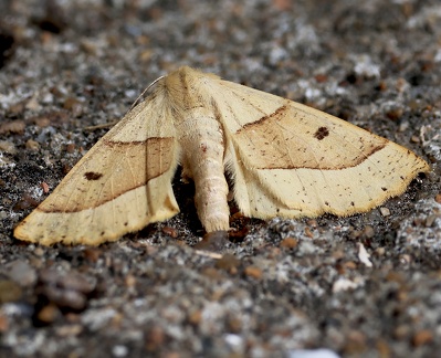 Crocallis elinguaria